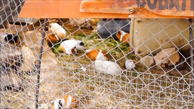 Тунис. Сафари-зоопарк Хаммамет Фригия. Клип Я влюбилась в крокодила. Исполняет Дарина Ефремова смотреть онлайн