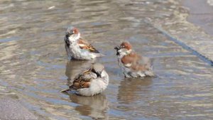 Воробьи купаются