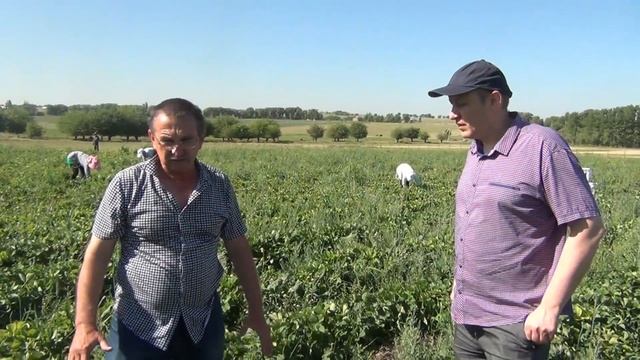 Перспективный поздний сорт клубники ГАРМОНИЯ (26-05-2018) смотреть онлайн