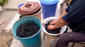 Производство виноградного вина в домашних условиях..26 сентября 2020 г.