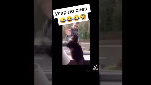 Ети коти