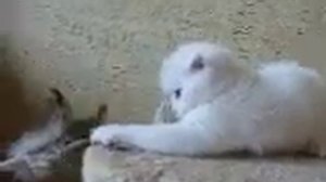 Белая скоттиш-фолд 3