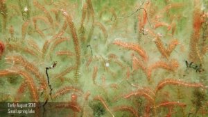 ? Перестолистник, мириофиллум, уруть - очищающие виды растений для содержания в пруду - Myriophyllu