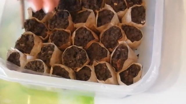 Посев перцев в чайные пакетики! Очень удобный способ посева семян