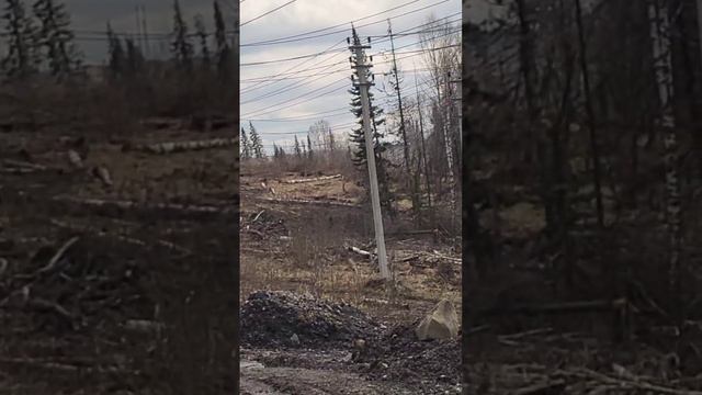 Куда бежит медведь: косолапова увидели на "Разрезе  Кийзасском".