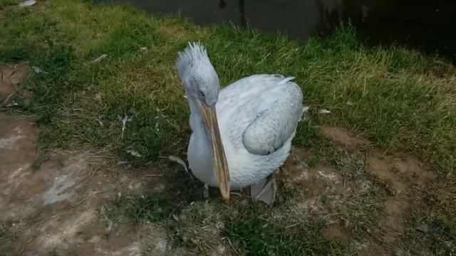 Ижевский зоопарк смотреть онлайн