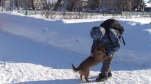 Бродячие собаки.  Сузунский район.