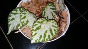 Begonia silver jewel