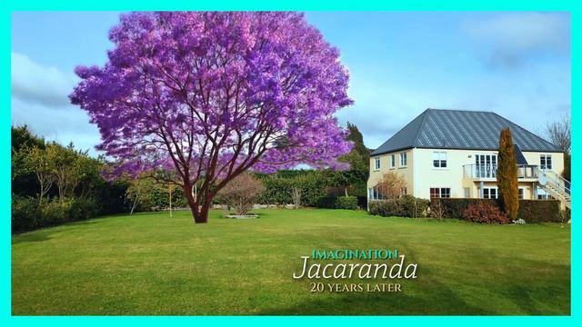Jacaranda ( Jacaranda mimosifolia ) Tree смотреть онлайн