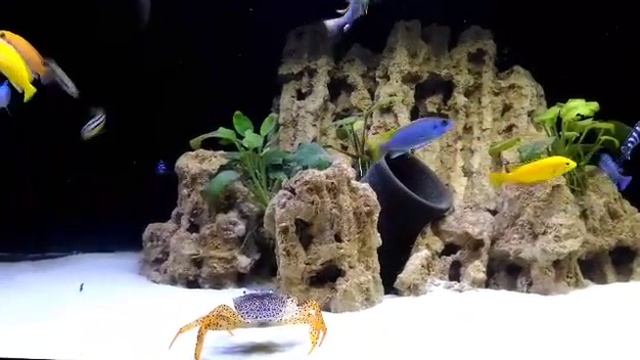 Попытка побега краба из Малави смотреть онлайн