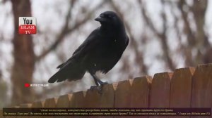 Какие животные упоминаются в Коране?