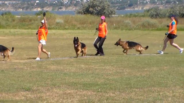 Николаев, кобели, открытый класс , 05.08.12 смотреть онлайн