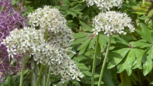 Allium Nigrum - Bulbs for Fall Planting