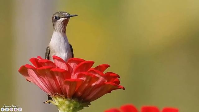Музыка для релаксации ♫ Очень красивая музыка, трогающая душу и сердце! ♫ Музыка Сергея Грищука смотреть онлайн