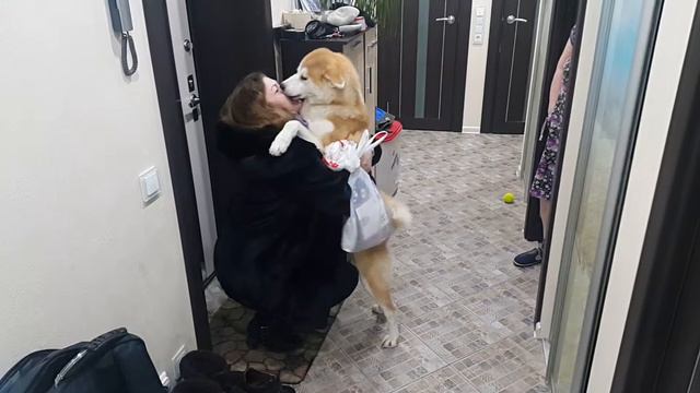 Мика встречает хозяйку. Песни и радость :) смотреть онлайн