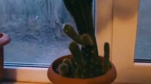 Как правильно ухаживать за кактусом в домашних условиях!