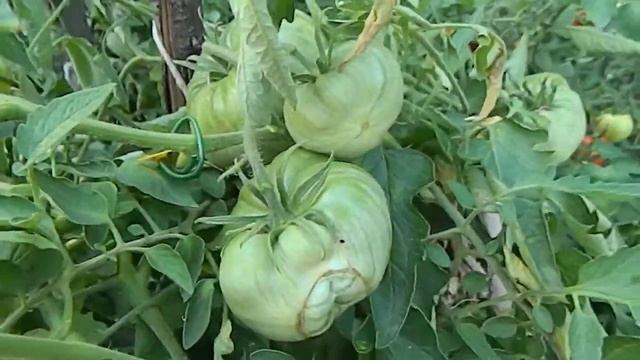 Томат Красный слон. Процесс созревания. смотреть онлайн