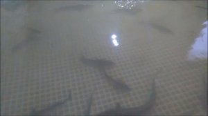 ПОЧЕМУ ОСЕТР КРАСНАЯ РЫБА, А ФОРЕЛЬ НЕТ