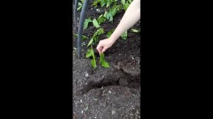 Галина Лотенкова делится опытом укоренения шелковицы.mp4