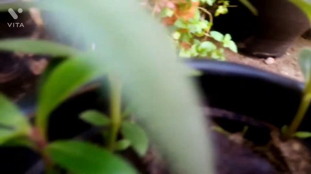 Bolivian sunset plant care and propagation смотреть онлайн