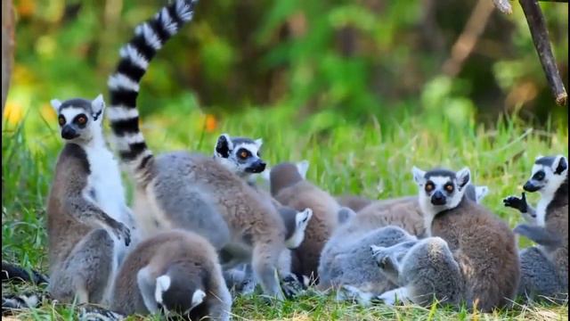 песенка ни про что или что случилось в Африке# кавер на песню Высоцкого# шансон# караоке смотреть онлайн