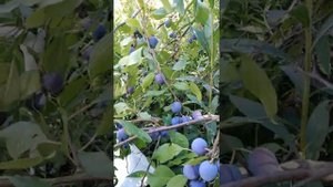 Урожай синей сливы на даче