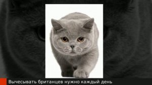 Породы кошек. Британская кошка. British Shorthair Cat Breed