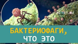 Бактериофаги, что это