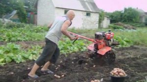 Картофелекопалка для мотоблока зубр (Potato for bison walking tractor)