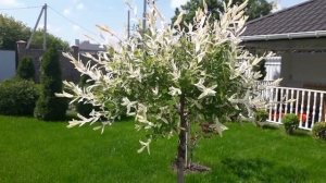 Как цветет Ива Хакуро Нишики  на штамбе ? Willow Hakuro Nishiki flowering.