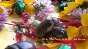 Куда Летят Жуки Бронзовки и Хрущи? Где Живут Носороги, Хрущи и Бронзовки? Зоопарк Жуков Жукариум.