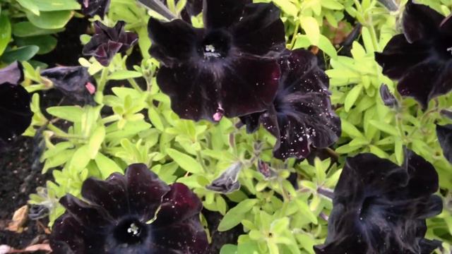 Black colour flowers in cosmos family.