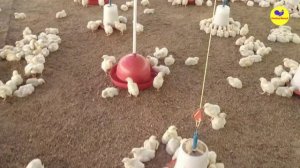 Broiler farm | मुर्गी पालन | poultry training