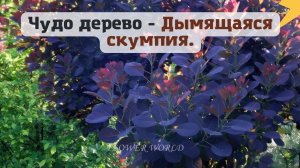 Чудо дерево - Дымящаяся скумпия.??