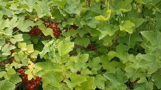 Красная смородина в июне. Уход. Подкормки. смотреть онлайн