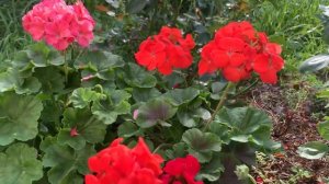 Цветение сортовых пеларгоний из семян. Мефисто F1 Скарлетт, Руби Рейн F1 ,Буллз Ай Черри F 1.