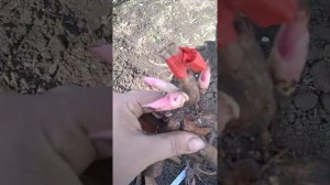 Обзор дорогих сортов пиона.