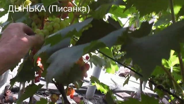 13.08.22г.Галицин, Мечта Фермера,Соперник,София,Дынька,Подарок Никополю,Полонез-50,Перцовый черный. смотреть онлайн