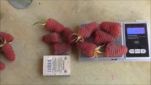 ПОХВАЛИНКА - малина с очень крупной и красивой ягодой.