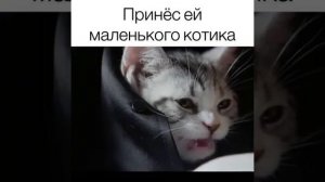 Принес ей маленького котёнка  Урывок из Дорамы Влюбиться в твою улыбку