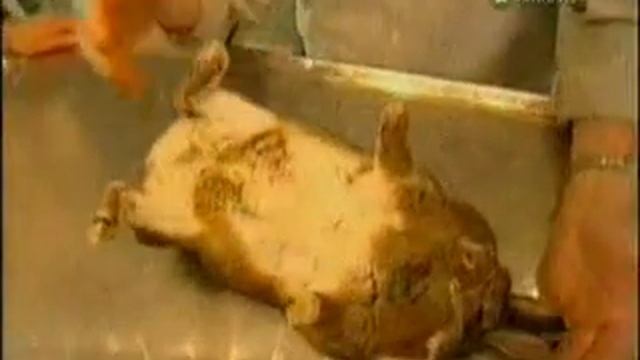 Quadro-rabbit смотреть онлайн