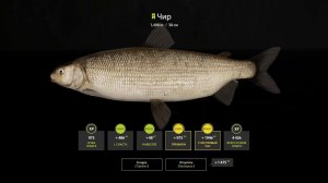 Russian Fishing 4 / р. Тунгуска/ Ловим чира после обновы