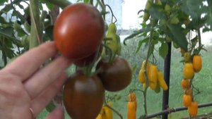 Томат Цыган