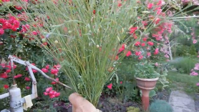 Розовое утро на моей цветущей даче. Роз много не бывает.Спирея цветет.Обрезала лен. смотреть онлайн