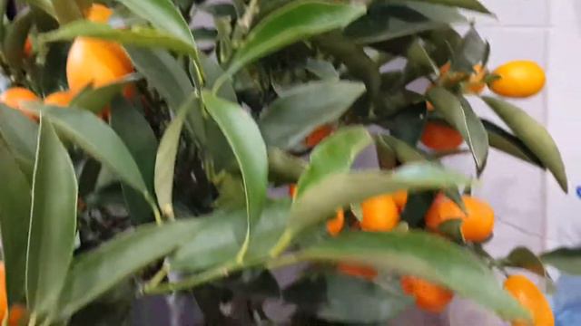 Мій кумкват(кінкан). смотреть онлайн