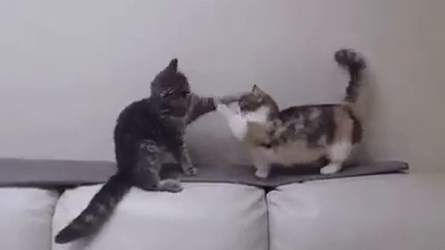 КОТЫ ДЕРУТСЯ