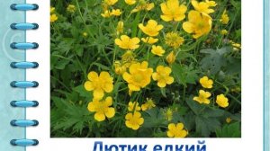 Ядовитые растения города