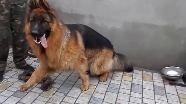 Красивый КОБЕЛЬ ДЛИННОШЕРСТНОЙ Немецкой Овчарки. Beautiful long-haired German Shepherd DOG. Одесса.