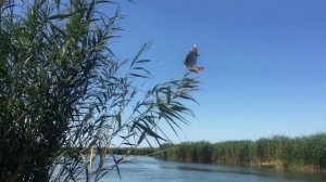 РЫБАЛКА СУПЕР! РАЙ в ДЕЛЬТЕ, река ИЛИ! Сазан, Вобла. Озеро БАЛХАШ!