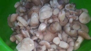 Лесные грибы маслята . Как готовлю и сколько варить? Влог .Будни мамы